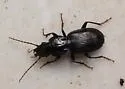 Pterostichus lubricus - photo 4