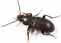 Pterostichus luctuosus - Pterostichus luctuosus