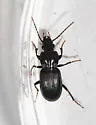 Pterostichus luctuosus - photo 4