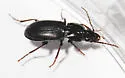 Pterostichus luctuosus - photo 5