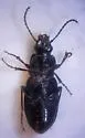 Pterostichus lustrans