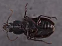 Pterostichus lustrans - photo 3