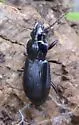 Pterostichus lustrans - photo 4