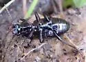 Pterostichus lustrans - photo 5