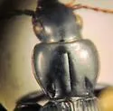 Pterostichus mancus - photo 2