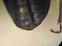 Pterostichus mancus - photo 3