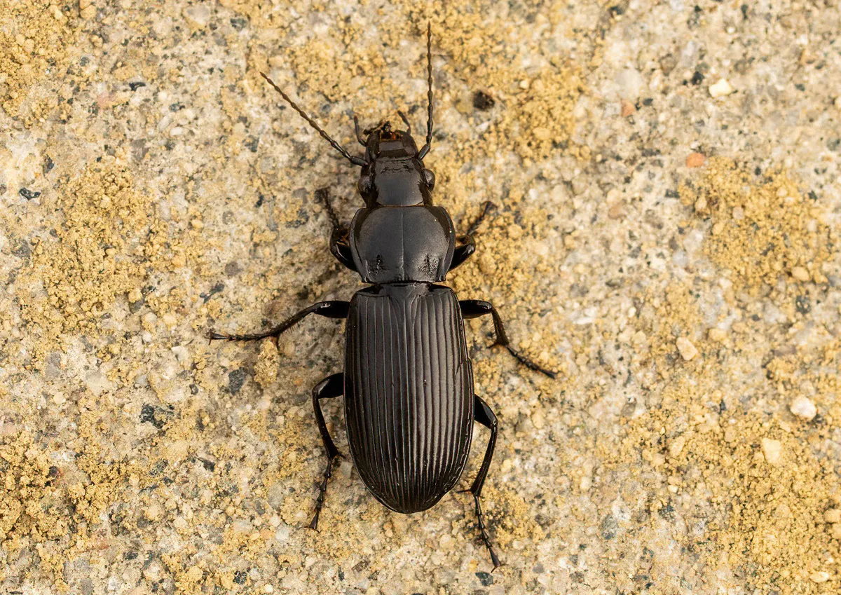 Pterostichus melanarius - photo 3