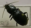 Pterostichus menetriesii - Pterostichus menetriesii