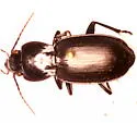 Pterostichus menetriesii - photo 2