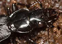 Pterostichus moestus - Pterostichus moestus