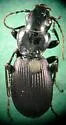 Pterostichus moestus - photo 2