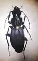 Pterostichus moestus - photo 3