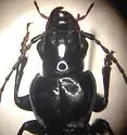 Pterostichus moestus - photo 4