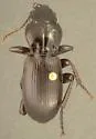 Pterostichus morionides - Pterostichus morionides