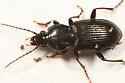 Pterostichus mutus - photo 2