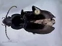 Pterostichus mutus - photo 3