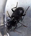 Pterostichus mutus - photo 4