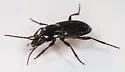 Pterostichus mutus - photo 5