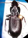 Pterostichus neobrunneus