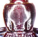 Pterostichus neobrunneus - photo 2