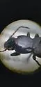 Pterostichus neobrunneus - photo 4