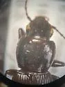 Pterostichus neobrunneus - photo 5