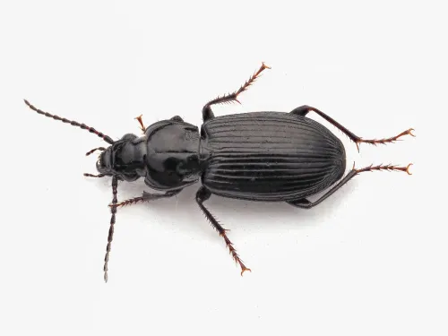 Pterostichus nigrita - Pterostichus nigrita