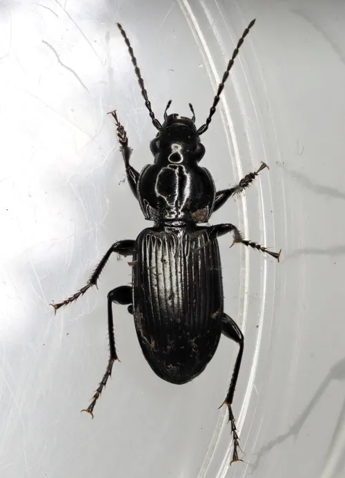 Pterostichus nigrita - photo 2