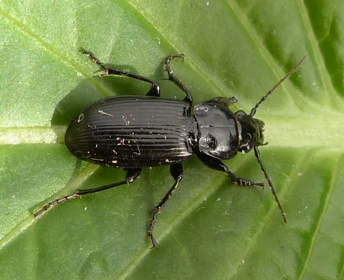 Pterostichus nigrita - photo 3