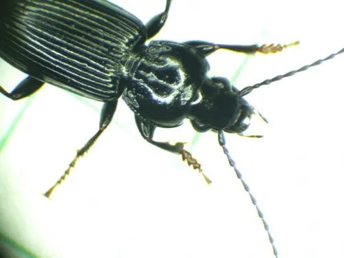 Pterostichus nigrita - photo 4
