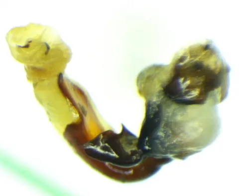 Pterostichus nigrita - photo 5