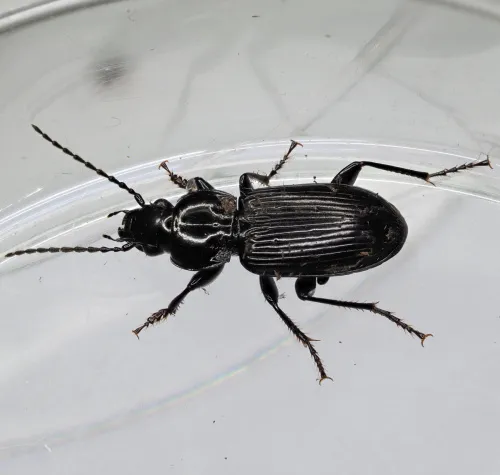 Pterostichus nigrita - photo 7