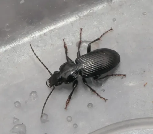 Pterostichus nigrita - photo 8