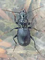 Pterostichus nigrocaeruleus