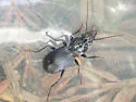 Pterostichus nigrocaeruleus - photo 2