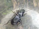 Pterostichus nigrocaeruleus - photo 3