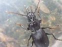 Pterostichus nigrocaeruleus - photo 4