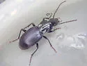 Pterostichus nigrocaeruleus - photo 5