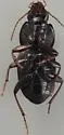 Pterostichus obesulus - photo 2