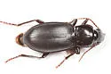 Pterostichus ordinarius