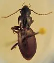 Pterostichus palmi