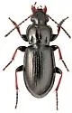 Pterostichus parasimilis - Pterostichus parasimilis