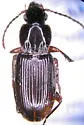 Pterostichus patruelis - Pterostichus patruelis