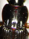Pterostichus patruelis - photo 2