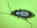 Pterostichus patruelis - photo 4