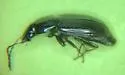 Pterostichus patruelis - photo 5
