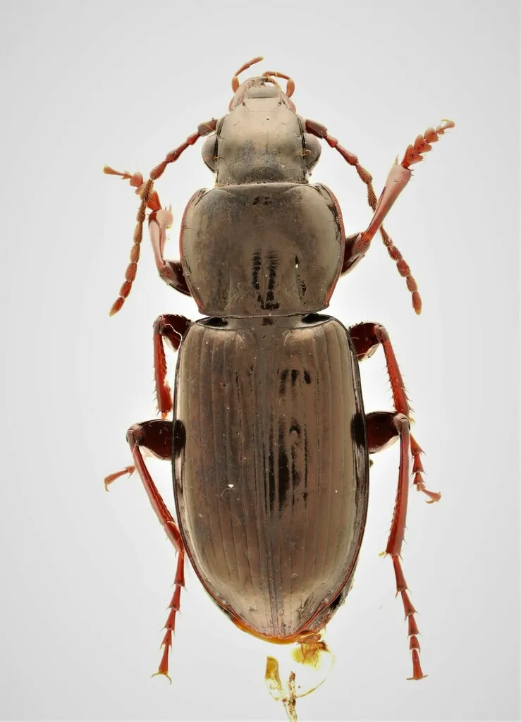 Pterostichus pensylvanicus - photo 2