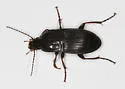 Pterostichus permundus - Pterostichus permundus
