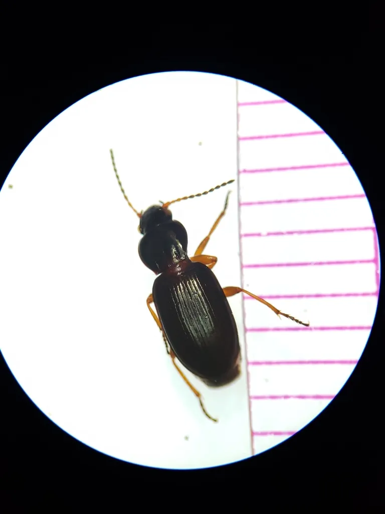 Pterostichus pinguedineus - Pterostichus pinguedineus