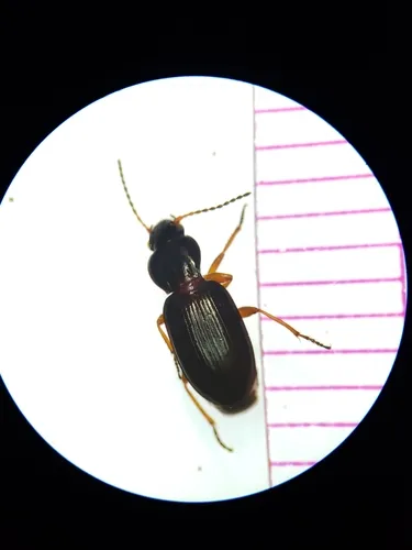 Pterostichus pinguedineus - photo 2